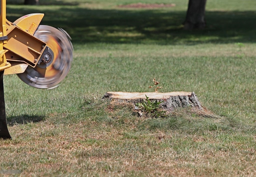 Stump Grinding Cost