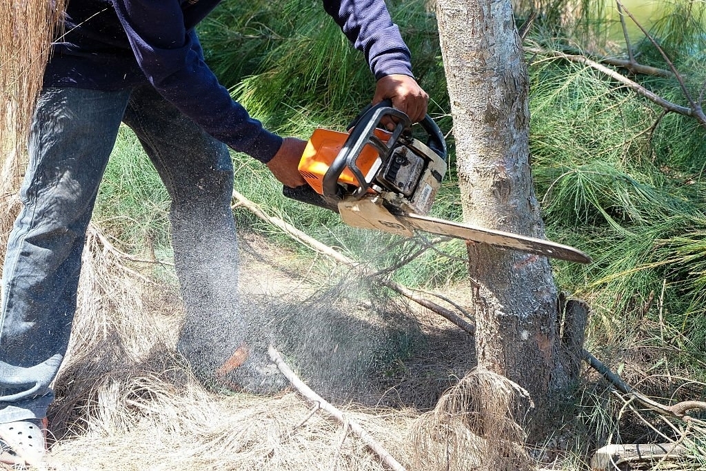Tree Removal Columbus