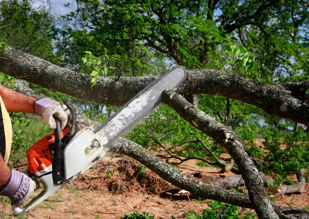 Tree Trimming Cost